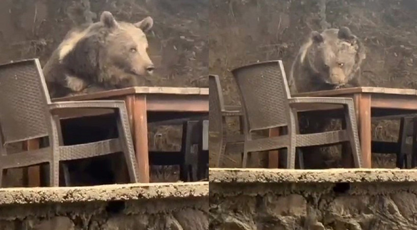 Masaya oturdu, servis bekledi! Lokantaya giren ayı herkesi hayrete düşürdü
