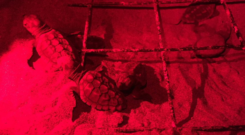 Arka ayağı yoktu! Atlas'ın yavruları denizle buluştu