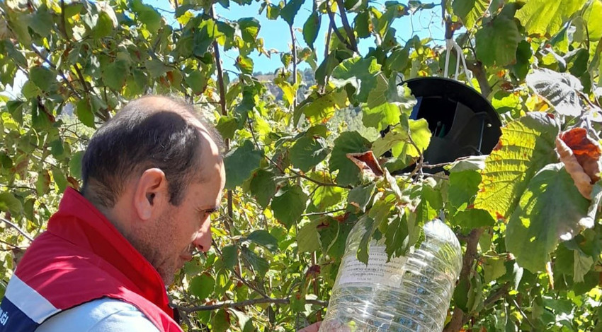 Tokat'ta zararlıların yayılımını izleyen feromon tuzaklarıyla ürün kaybı önleniyor