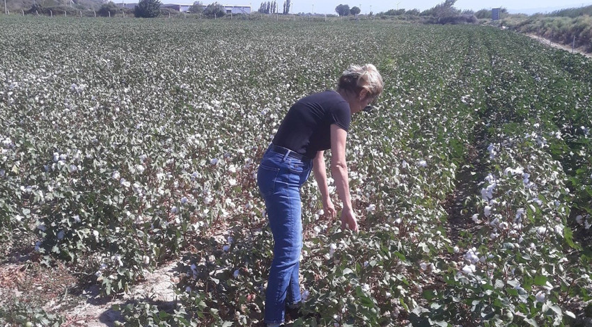 Aydın'da tarlaları gezen ekipler her yerde 100'lercesine rastladı. Gerekirse ruhsatlı ilaçlarla müdahale edilecek