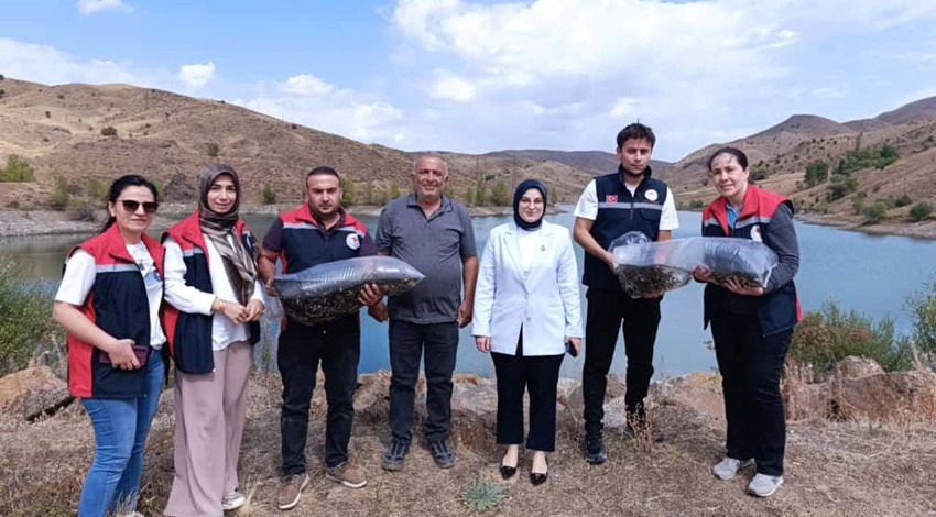 Sivas’ta baraj ve göletlere aynı anda 600 bin tanesi bırakıldı! Amaç ekosistemin canlı tutulması
