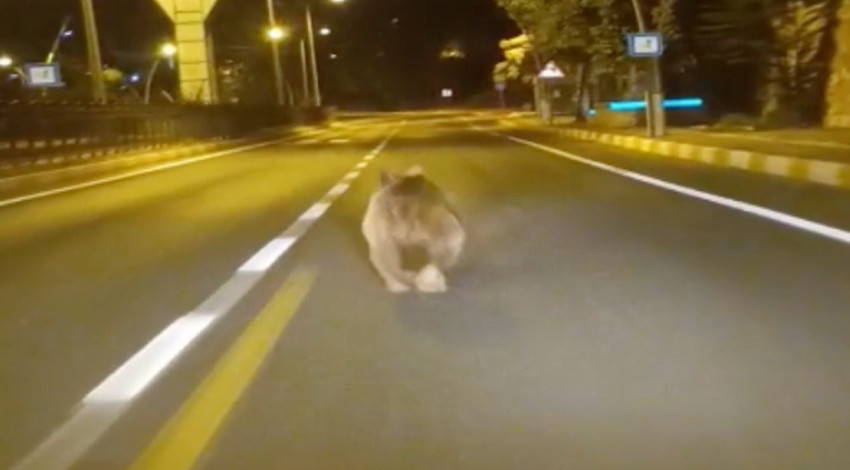 Tunceli’de kara yolunda koşan bozayı görüntülendi