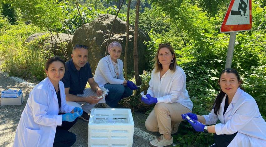 Samsun'da her yeri 100.000'lercesi sardı. Çiftçileri illallah ettiren istilacıya karşı 1 milyon tanesi doğaya bırakıldı