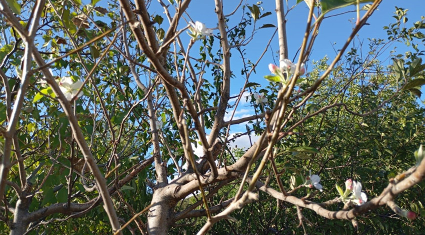 Elazığ’da sonbaharda görülmemiş olay! Çiftçiler şaşkınlığını gizleyemedi