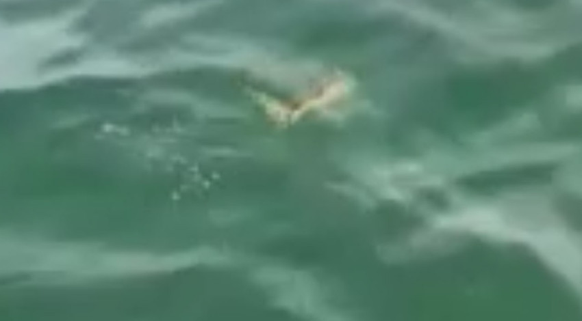 Sakarya'da nadir hayvan ağalara takıldı! Balıkçının yaptığı hareket taktir topladı