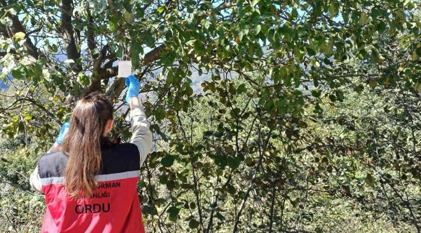 Ordu'da 1000'lercesi tek bir amaç için doğaya salınmıştı! Çalışmalara ara vermeden devam ediliyor