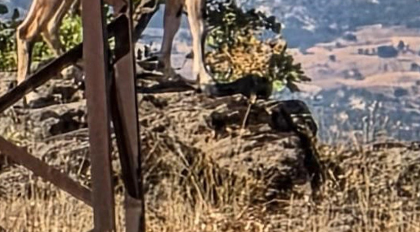 Elazığ'da nesli tehlike altındaki hayvanlar sarp yamaçlarda görüntülendi! O anlar kayda alındı