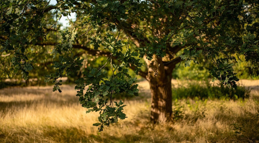 Tunceli’de eylül ayında daha önce görülmeyen olay! Ağacı o halde bulduklarında şaşkınlıklarını gizleyemediler