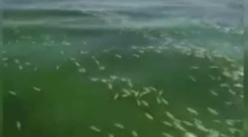 Kahramanmaraş’ta 10.000'lercesi su yüzeyini kapladı! Ortaya çıkan manzara korkuttu