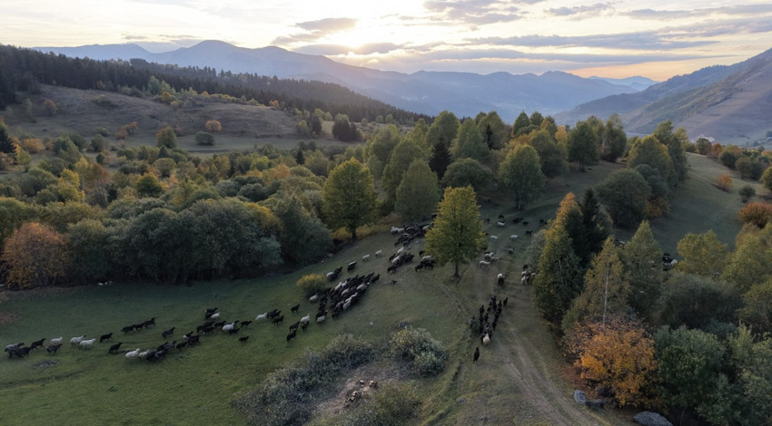 Karadeniz bölgesinde sonbahar ilk bu köye geliyor! Oluşan renk cümbüşü hayran bırakıyor