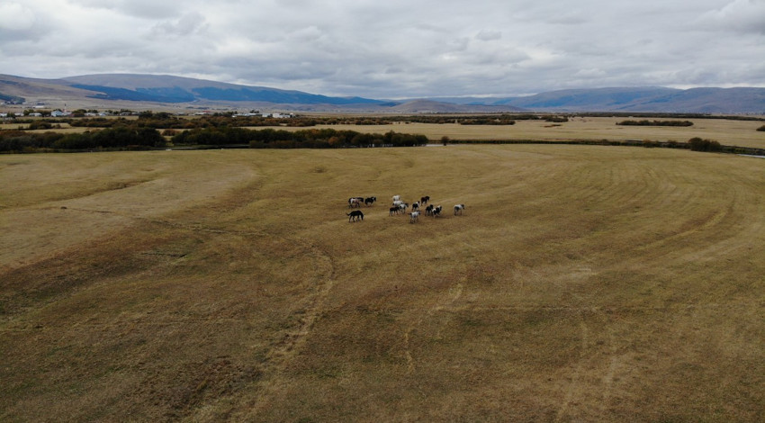 Ardahan’da doğanın özgür ruhları dronla görüntülendi! Sürü halinde görsel şölen sundular