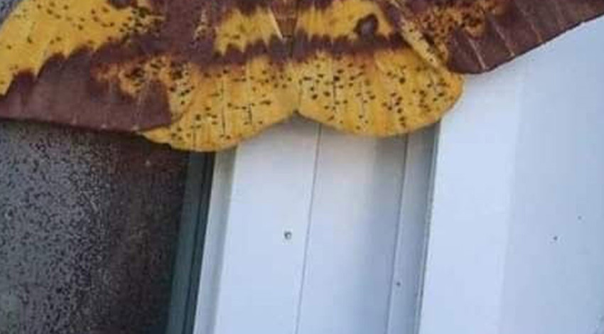 Aydın’da İnsan yüzlü kelebek ortaya çıktı! Sosyal medya ikiye bölündü