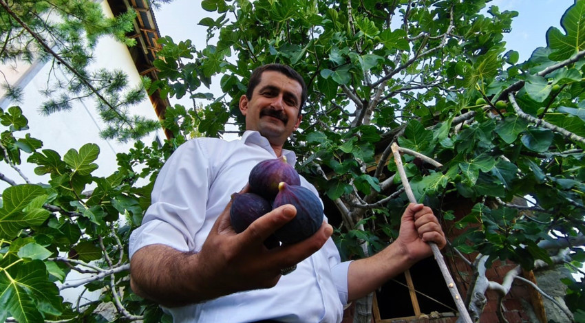 Erzurum’da şaşırtan başarı! Bursa karası inciri sert iklimde meyve verdi
