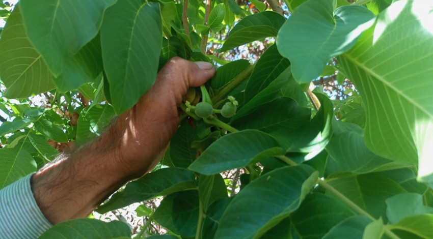 Malatya’nın Akçadağ ilçesinde şaşırtan olay! Ceviz ağaçları sonbaharda yeniden meyve verdi