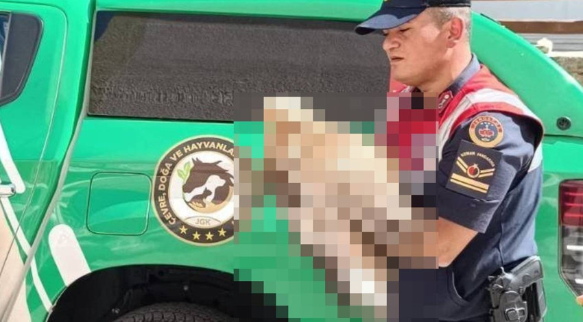 Karaman'da vatandaşlar tarafından yaralı halde bulundu! Tedavisi için hemen ekiplere teslim edildi