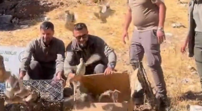 Bitlis’te DKMP ekipleri kaçak ticarete geçit vermedi! 90 keklik kurtarıldı