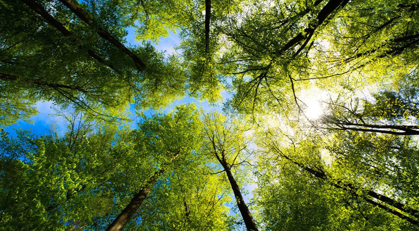 Kastamonu’nun ormanlarında belirdi! Sesi kilometrelerce öteden duyuldu