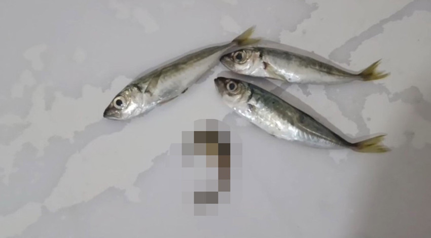 Hakkari’de balık poşetinden çıkan canlı gündem oldu! Görüntüler şaşkınlık yarattı