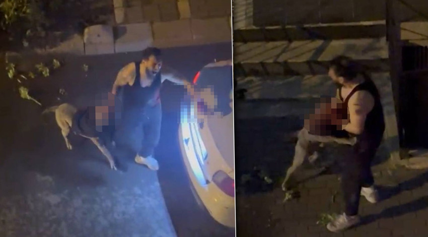 Pitbull cinsi köpek, sahibine saldırdı! Yardım çığlıkları mahalleyi inletti: O dehşet anları kamerada