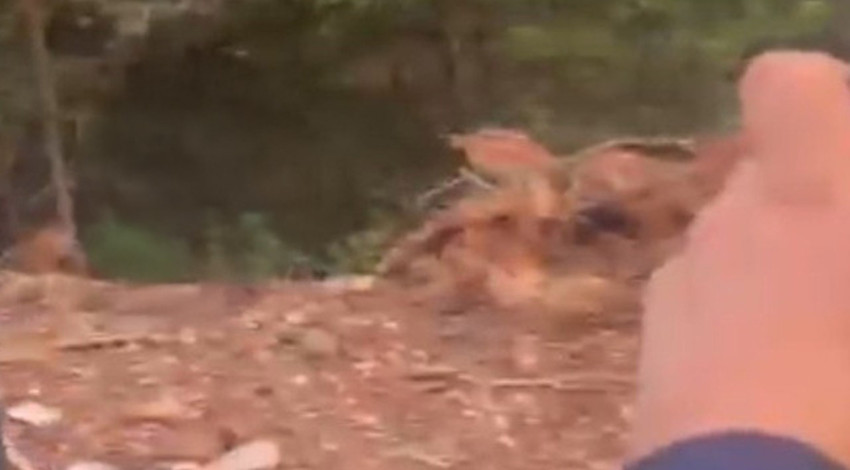 Bolu'da karşılaştığı hayvanla girdiği diyalog gülümsetti! İzleyenler cesaretine hayran kaldı