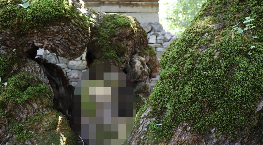 Yüzyıllara direnen dut ağacının gövdesinde belirdi! O figürü görenler dönüp bir daha bakıyor
