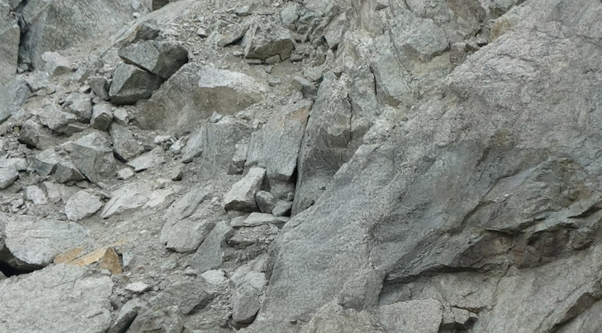 Artvin’de 1 tanesine dokunmanın bedeli milyonlar! Sürü halinde kayalıklarda ortaya çıktılar