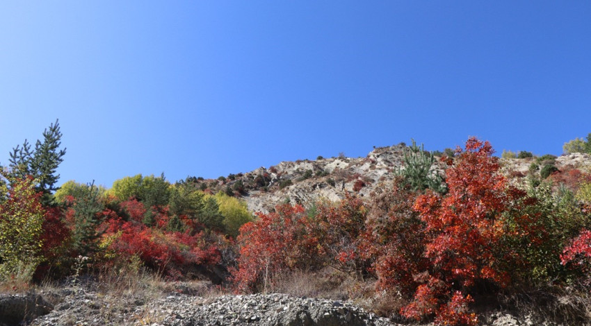 Erzurum’da kaplaç ağaçları bu yıl kırmızıya döndü! Sonbahar manzarası büyüledi