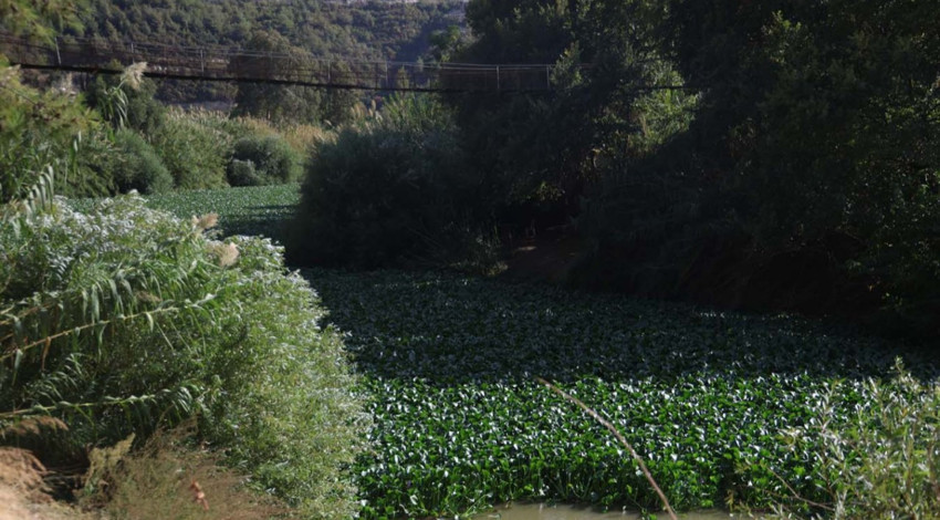 Hatay’da Asi Nehri'ni istila etti! yeşil manzara görenleri şaşkına çevirdi