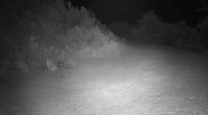 Çankırı’da fotokapan kaydetti! Ormanda yiyecek arayan dev cüssesiyle görenleri ürküttü