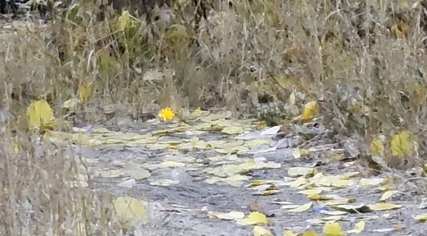 Bitlis’te araçların önüne çıkan onlarca canlı yaban hayatındaki artışı gözler önüne serdi
