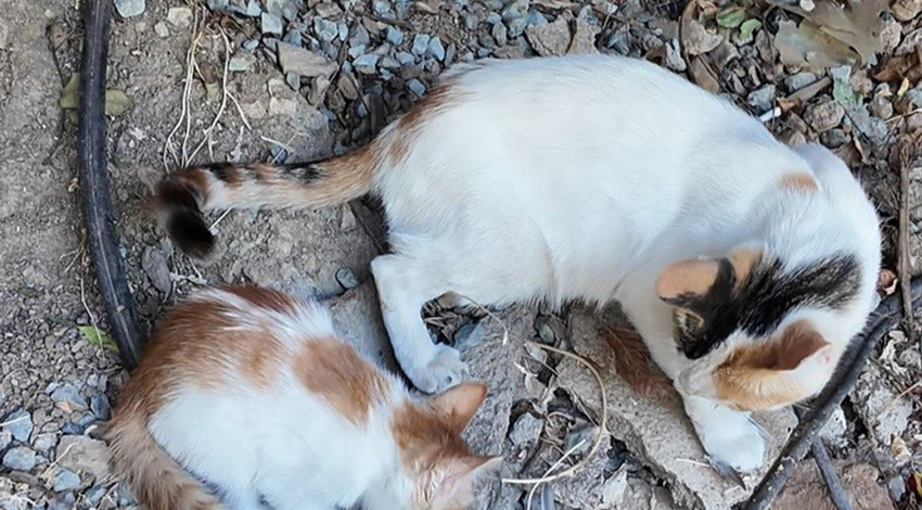 Elazığ’da anneyle yavrunun duygulandıran anı! Avı hemen yavrusuna taşıdı