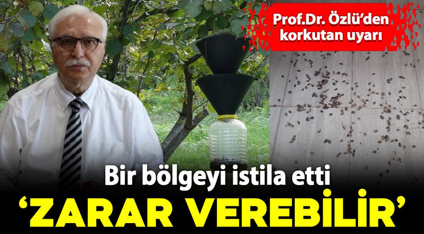 Prof. Dr. Özlü'den korkutan 'kahverengi kokarca' uyarısı: "Zarar verebilir"