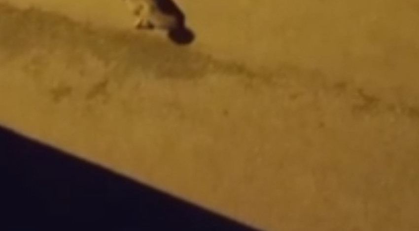 Karabük'te kameraya yakalandılar! Üç canlı gecenin sessizliğinde böyle görüntülendi