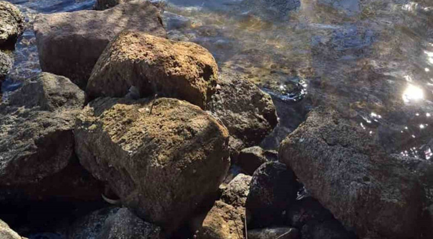 Dünyada sayıları 1000’i bulmayan koruma altındaki tür Bodrum’da dehşete düşürdü! Yardım gelmeden acı içinde telef oldu