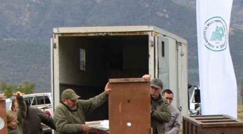 Akdeniz’den getirilen 5 canlı Karadeniz’in kalbinde doğaya bırakıldı! Zarar veren 940 bin TL ödeyecek