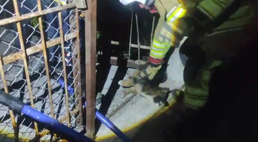 Hatay’ın Arsuz ilçesinde demir korkuluklara sıkışan yavru köpek kurtarıldı