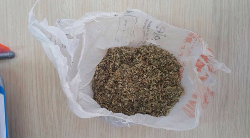 Sinop'ta bonzai ele geçirildi: 1 kişi tutuklandı