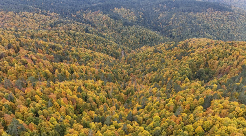 Karabük’te ormanlar sarı ve kızıl tonlara büründü! Kıvrılan yollarla birlikte ortaya büyüleyici manzaralar çıktı