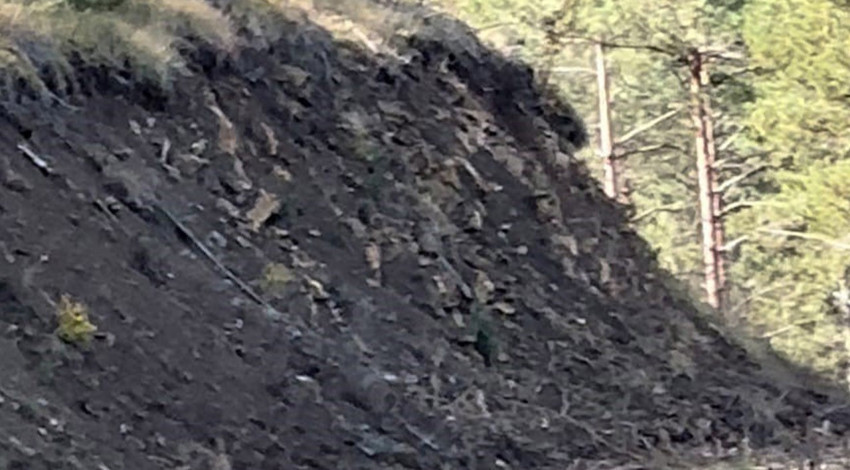 Karabük’te yaban hayatı çeşitliliği artıyor! vatandaşlar doğada her geçen gün yeni türlerle 1'er 1'er karşılaşıyor