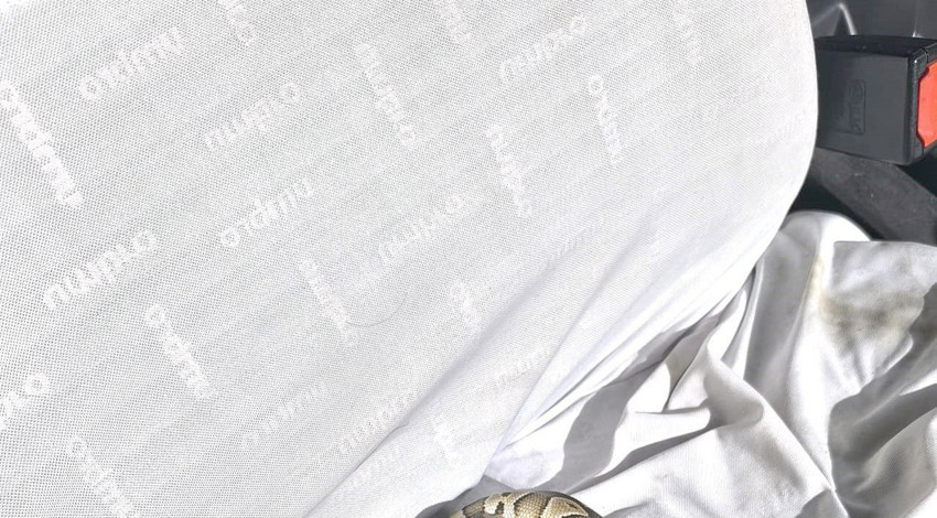 Konya’da yapılan asayiş kontrolünde ekipler şaşkına döndü! Vatandaşın cebinde korkunç hayvan çıktı