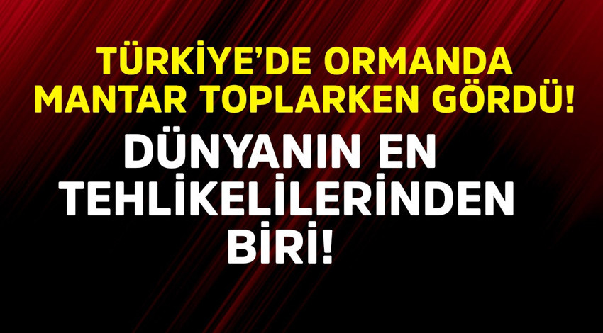 Türkiye'de mantar toplarken 1,2,3 adım atınca çalılıklarda belirdi! Dünyanın en tehlikelilerinden bir tanesiydi