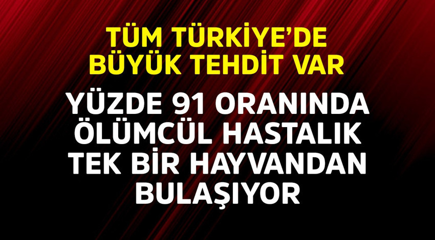 Yüzde 91 oranında ölümcül hastalık tek bir hayvandan bulaşıyor! Tüm Türkiye'de büyük tehdit var