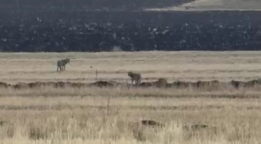 Kars’ta boş arazide sürü olarak ortaya çıktılar