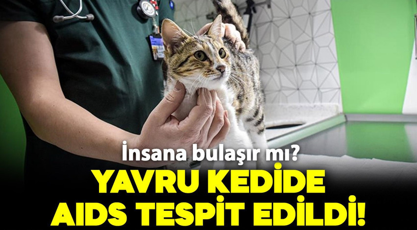 Yavru kedide AIDS tespit edildi! Peki insana bulaşır mı? İşte detaylar..
