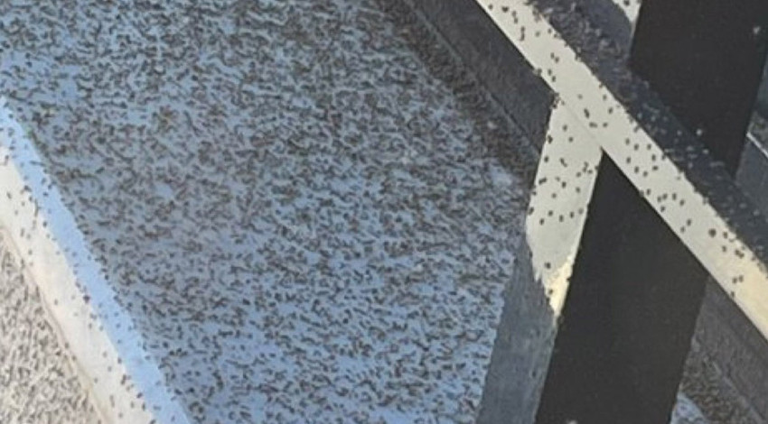 Gaziantep'te her yeri sardılar. Sürüyle ilerlemeye devam ediyorlar