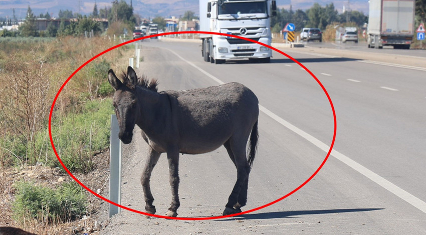 Hatay'da yavru eşek saatlerce yol kenarından ayrılmadı! Ağlatan gerçek yanına yaklaşılınca ortaya çıktı
