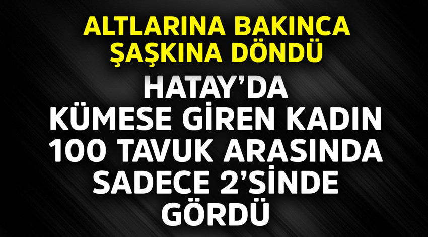 Hatay'da kümese giren kadın 100 tavuk arasında sadece 2'sinde gördü! Altlarına bakınca şaşkına döndü
