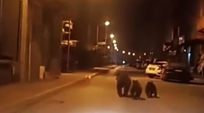 Karabük'te endişelendiren anlar! Bir anda ilçe merkezinde görüldüler