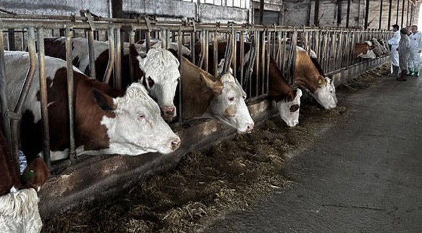 O ilde şap karantinası! Hareketler durduruldu