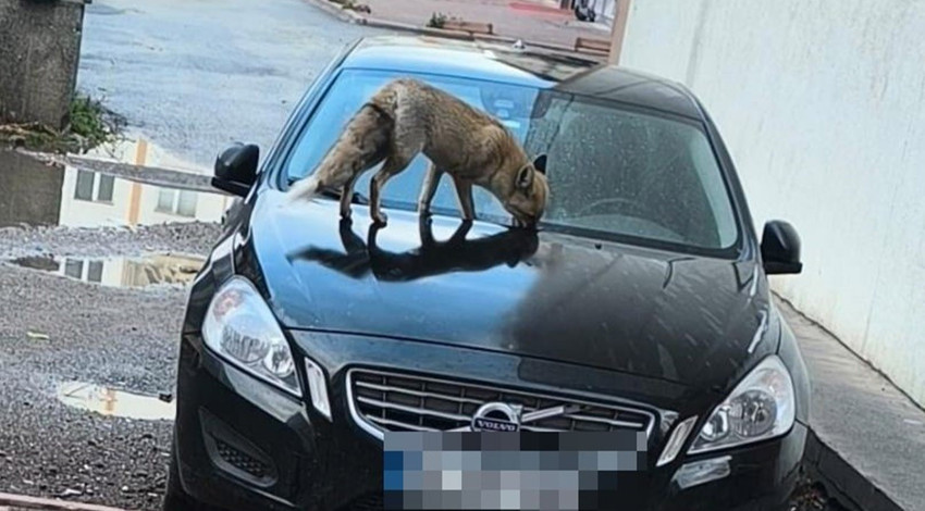 Kayseri'de sokakta bir aracın üstüne çıkınca görenler panikledi